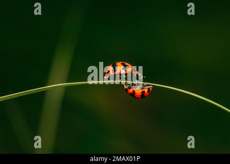 Zwei Marienkäfer auf grüner Grasklinge, Coccinella transversalis Fabricius, Blade Runner, Lady Beetles, Selektionsfokus. Stockfoto