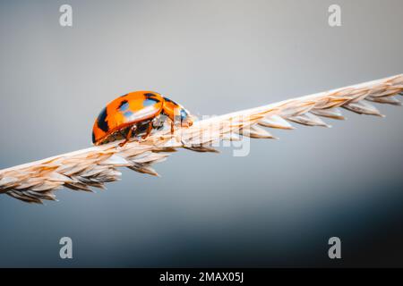 Nahaufnahme eines Marienkäfers, der auf einer trockenen Blume einer Pflanze läuft, Natur-Hintergrund, selektiver Fokus, Hintergrund isolieren. Stockfoto