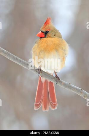 Nördliche Kardinalin auf einem Ast sitzend, Quebec, Kanada Stockfoto