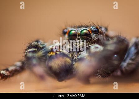 Extreme Vergrößerung - Jumping Spider Portrait, Vorderansicht Stockfoto