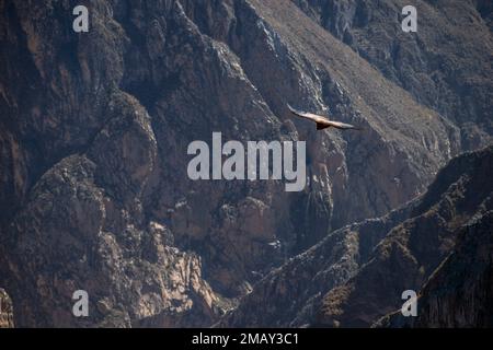 Großer Kondor über den felsigen Colca River Canyon in Peru Stockfoto