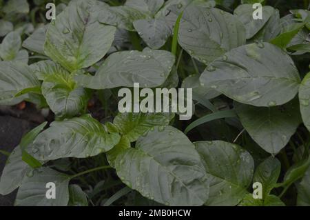 Grüner Spinat oder grüner Amaranth mit dem lateinischen Namen Amaranthus viridis ist eine kosmopolitische Art der Familie Aramanthaceae. Stockfoto