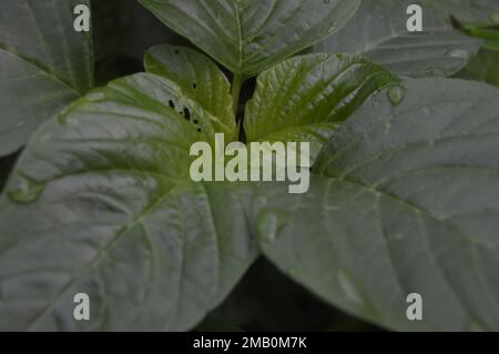 Grüner Spinat oder grüner Amaranth mit dem lateinischen Namen Amaranthus viridis ist eine kosmopolitische Art der Familie Aramanthaceae. Stockfoto