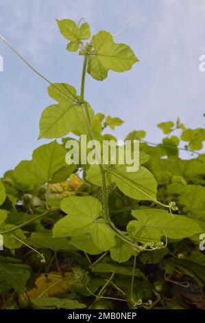 Ein Porträt der Stamm- und Blattreiten der Reben an der Hinterhofwand des Hauses. Stockfoto