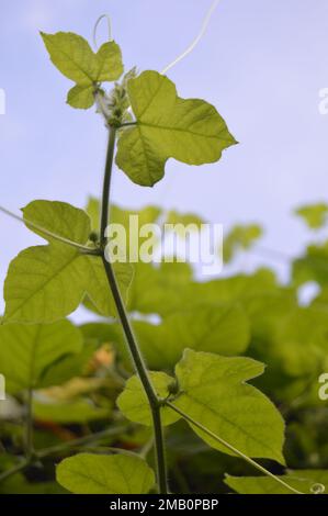 Ein Porträt der Stamm- und Blattreiten der Reben an der Hinterhofwand des Hauses. Stockfoto