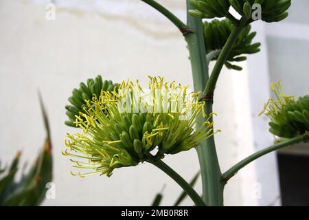 Wüstenagave (Agave Deserti) Blütenspitze mit Blüten gelber Blüten : (Pix Sanjiv Shukla) Stockfoto