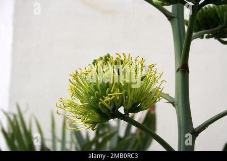 Wüstenagave (Agave Deserti) Blütenspitze mit Blüten gelber Blüten : (Pix Sanjiv Shukla) Stockfoto