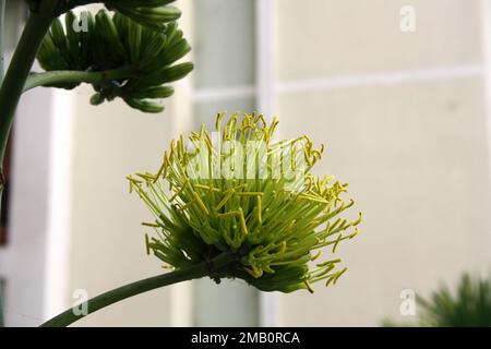 Wüstenagave (Agave Deserti) Blütenspitze mit Blüten gelber Blüten : (Pix Sanjiv Shukla) Stockfoto