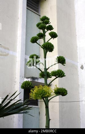 Wüstenagave (Agave Deserti) Blütenspitze mit Blüten gelber Blüten : (Pix Sanjiv Shukla) Stockfoto