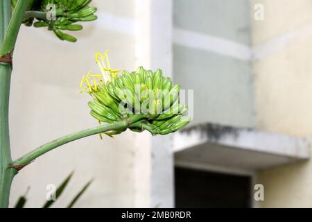 Wüstenagave (Agave Deserti) Blütenspitze mit Blüten gelber Blüten : (Pix Sanjiv Shukla) Stockfoto