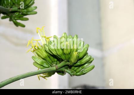 Wüstenagave (Agave Deserti) Blütenspitze mit Blüten gelber Blüten : (Pix Sanjiv Shukla) Stockfoto