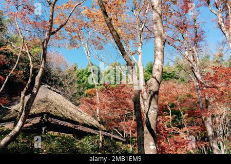 Gioji-Tempel mit Herbstwald in Kyoto, Japan Stockfoto