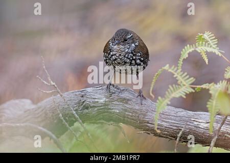 Sharp-Tailed Streamcreeper, Serra da Canastra, SP, Brasilien, August 2022 Stockfoto