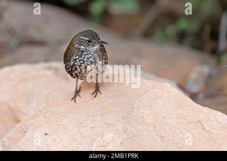 Sharp-Tailed Streamcreeper, Serra da Canastra, SP, Brasilien, August 2022 Stockfoto