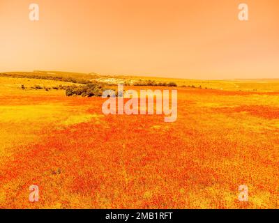Feld mit rotem Mohn. Luftaufnahme. Beautiful Field Scharlachblüten mit selektivem Fokus. Rote Mohnblumen in sanftem Licht. Rote Mohnblume Stockfoto