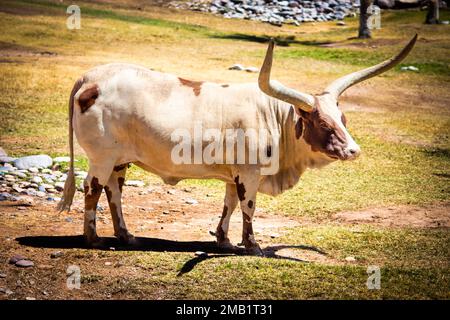 Ein texanisches Longhorn-Rind, das an einem sonnigen Tag mit verschwommenem Hintergrund auf dem grünen Gras auf dem Feld steht Stockfoto