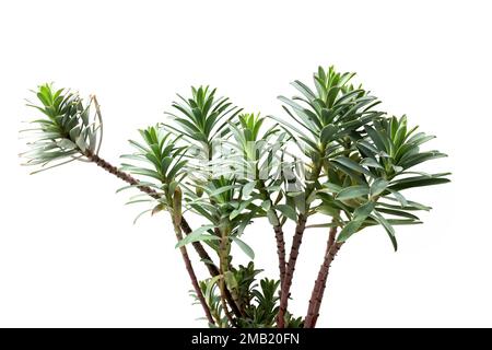 Euphorbia-Myrsiniten-Pflanze, gebräuchlicher Name Kriecherreger, Eselschwanz, Myrtle-Sauger, isoliert auf weißem Hintergrund Stockfoto