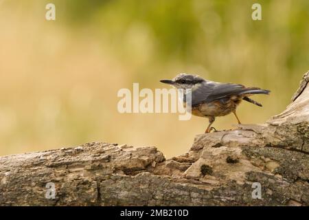 Ein eurasischer Nacktschwanz, der auf Holz sitzt Stockfoto