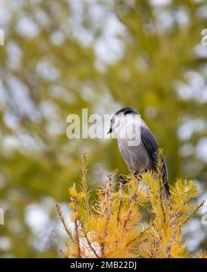 Kanadischer jay-Vogel hoch oben auf einem goldenen Baum im Herbst, Valley of the Ten Peaks Track, Banff National Park, Kanadische Rockies. Vertikales Format. Stockfoto