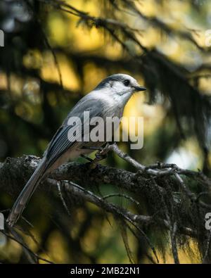 Kanadischer jay-Vogel hoch oben auf einem Baum mit goldenem herbstfarbenen Hintergrund, Valley of the Ten Peaks Track, Banff National Park, Kanadische Rockies. Vertikal für Stockfoto