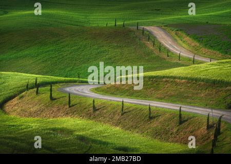 Monteroni d'Arbia, die Via francigena. Straße, Weizenfelder und Bäume. Provinz Siena, Region Toskana. Italien, Europa. Stockfoto