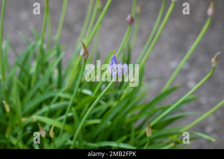 Detail, Macro, Lily vom Nil Agapanthe Agapanthus, afrikanische Lily, die langsam blüht. Die ersten blauen Rosenknospen, die sich öffnen und schließen, erscheinen auf einem Stiel. Stockfoto