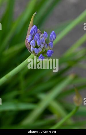 Detail, Macro, Lily vom Nil Agapanthe Agapanthus, afrikanische Lily, die langsam blüht. Die ersten blauen Rosenknospen, die sich öffnen und schließen, erscheinen auf einem Stiel. Stockfoto