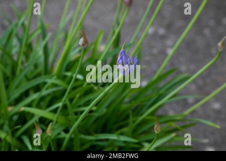 Detail, Macro, Lily vom Nil Agapanthe Agapanthus, afrikanische Lily, die langsam blüht. Die ersten blauen Rosenknospen, die sich öffnen und schließen, erscheinen auf einem Stiel. Stockfoto