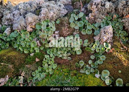 Nahaufnahmen von Moos und saftigen grünen Blättern der Natur Siziliens im Ätna-Nationalpark, Italien Stockfoto
