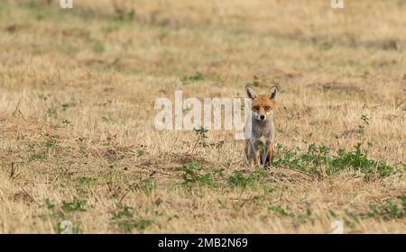 Wilde weibliche, vixen Rotfuchs wissenschaftlicher Name Vulpes vulpes jagt auf einem kürzlich gemähten Feld Stockfoto