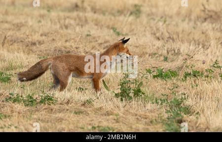 Wilde weibliche, vixen Rotfuchs wissenschaftlicher Name Vulpes vulpes jagt auf einem kürzlich gemähten Feld Stockfoto