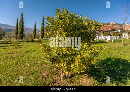 Orangefarbener grüner Kumquat-Baum und blauer Himmel Stockfoto