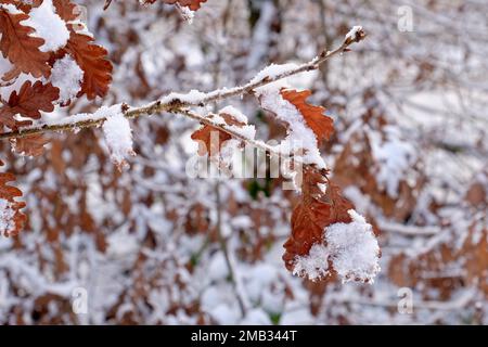 Eichenlaub im winter Stockfoto