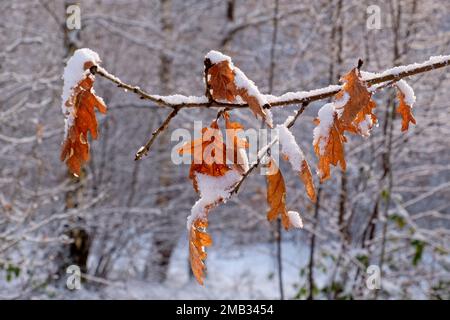 Eichenlaub im winter Stockfoto