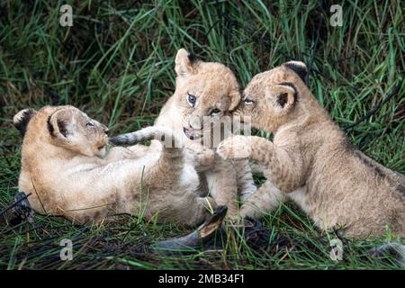 IM Little Vumbura Camp, Okavango Delta, Botswa, wurden BEZAUBERNDE Bilder der süßesten Löwenjungen aufgenommen, die für ein Porträtfoto posieren Stockfoto