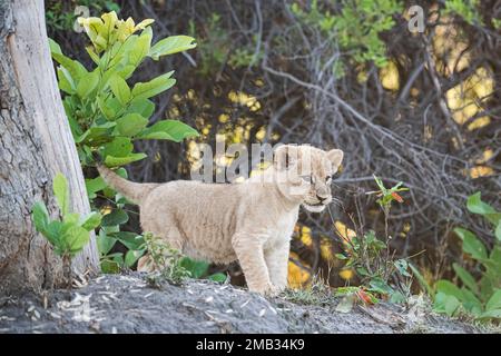 IM Little Vumbura Camp, Okavango Delta, Botswa, wurden BEZAUBERNDE Bilder der süßesten Löwenjungen aufgenommen, die für ein Porträtfoto posieren Stockfoto