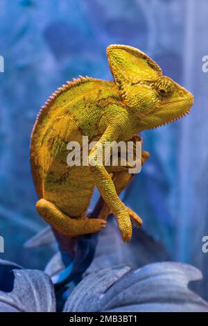 Das gelbe Chamäleon Chamaeleonidae ist eine Familie von Eidechsen, die ihre Körperfarbe verändern können. Helles Porträt eines Tieres. Eidechse. Stockfoto