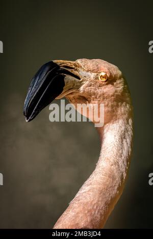 Das Porträt eines Flamingos vor dunkelgrünem Hintergrund Stockfoto