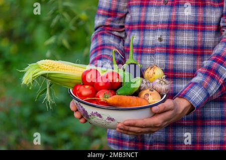 Der Bauer hält frisch gepflücktes Gemüse in seinen Händen. Selektiver Fokus Stockfoto