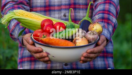 Der Bauer hält frisch gepflücktes Gemüse in seinen Händen. Selektiver Fokus Stockfoto