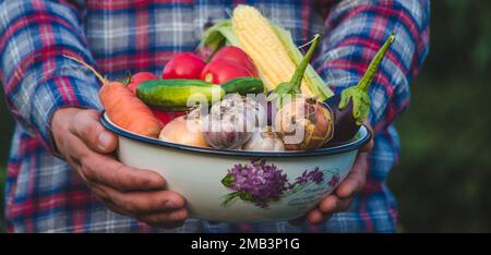 Der Bauer hält frisch gepflücktes Gemüse in seinen Händen. Selektiver Fokus Stockfoto