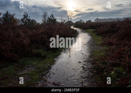 Öffentlichen Fußweg Sutton Heide Suffolk England Stockfoto