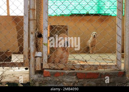 Hunde in einem Obdachlosenhaus, indien Stockfoto
