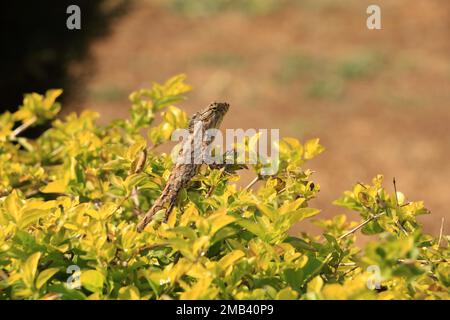 Indien, Gartenlizard. Die Oriental Garden Eidechsen sind Agamid Eidechsen, die in asiatischen Ländern weit verbreitet sind Stockfoto