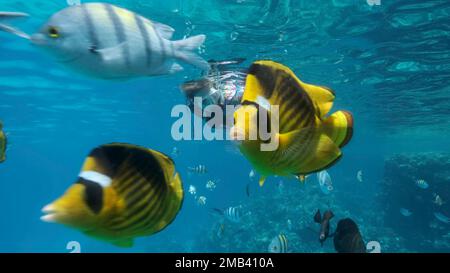 Frau in Tauchausrüstung schwimmt auf der Wasseroberfläche und schaut auf das Meeresleben. Eine Schnorchelerin schwimmt unter Wasser und schaut sich die tropische an Stockfoto