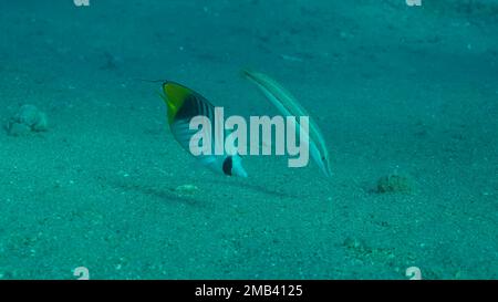 Schmetterlingsfische mit Wrasse-Fischen ernähren sich auf dem sandigen Boden. Kreuzstreifen-Schmetterling (Chaetodon auriga) und Cigar Wrasse (Cheilio inermis), Rotes Meer Stockfoto