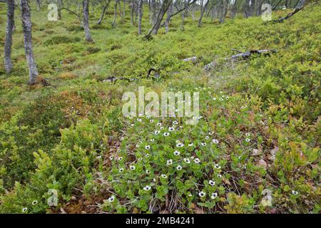 Schwedischer Dornhai (Cornus suecica), Kvaloya, Norwegen Stockfoto