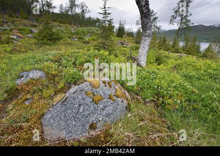 Schwedischer Dornhai (Cornus suecica), Kvaloya, Norwegen Stockfoto