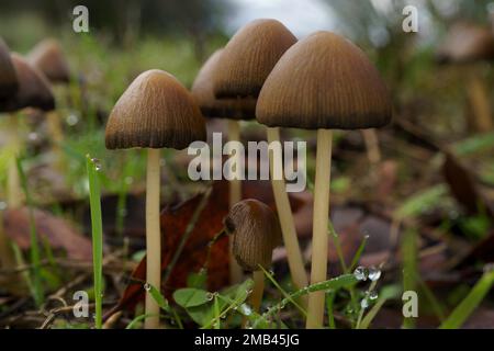 Makronahaufnahme einer Gruppe brauner Pilze, Parasola conopilea auf grünem Grasgrund mit Tautropfen Stockfoto