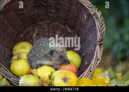 Europäischer Igel (Erinaceus europaeus), Erwachsener, der auf gefallenen Herbstäpfeln in einem Korb ruht, Suffolk, England, Vereinigtes Königreich Stockfoto